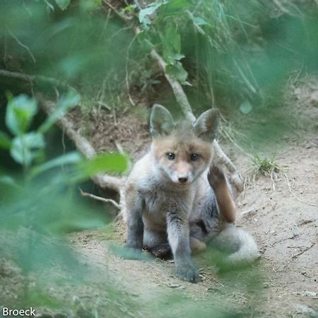 比特亨巴赫La Gastocambro住宿加早餐旅馆 外观 照片